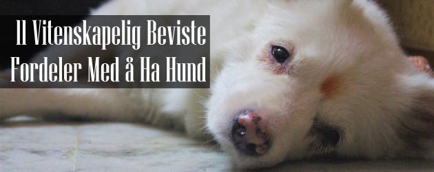 Fordeler Med å Ha Hund