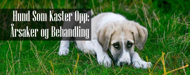 Hund Som Kaster opp: Årsaker og Behandling | HUND