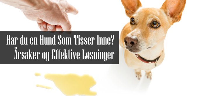 Hund Tisser Inne