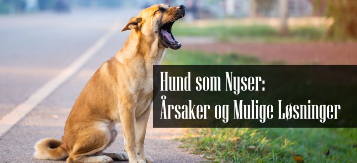 Hund som nyser