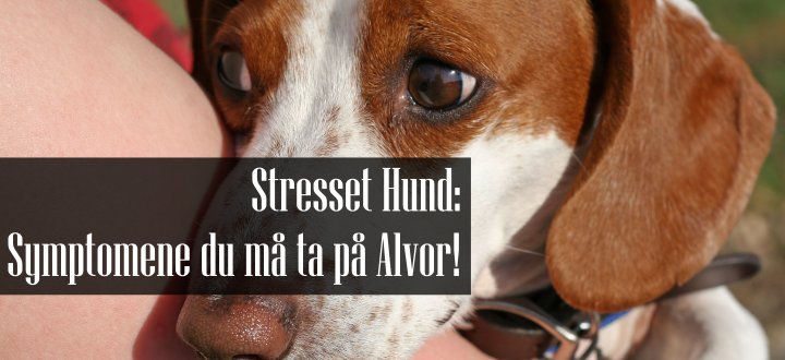Stresset Hund Symptomer