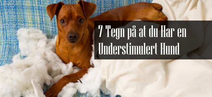 Understimulert Hund