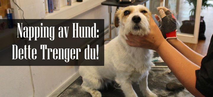 Utstyr til Napping av Hund: Her Utstyret du |