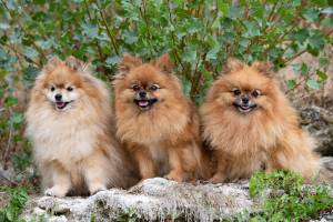 3 Søte Pomeranian