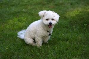 Bichon Frise