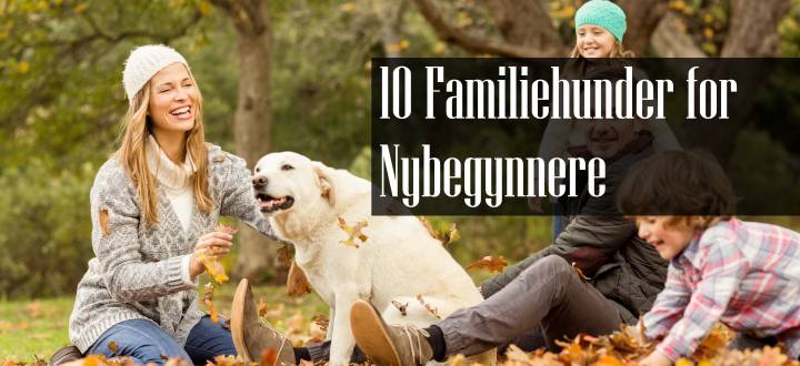 Familiehund for Nybegynnere