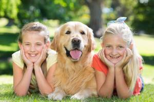 Golden Retriever Familiehund