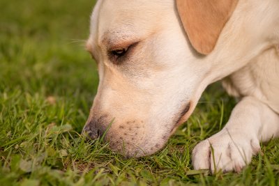 Hund Som Snuser i gresset