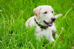 Labrador Retriever Perfekt Familiehund