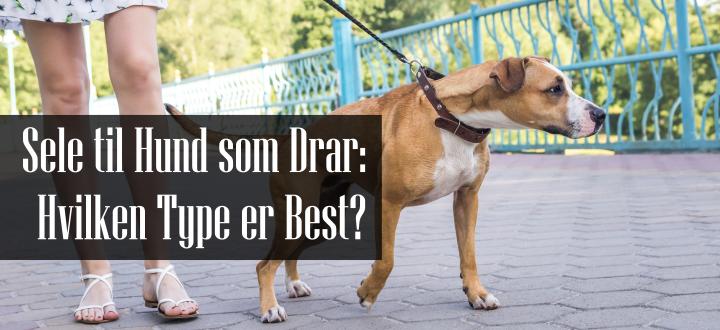 Sele til Hund som Drar