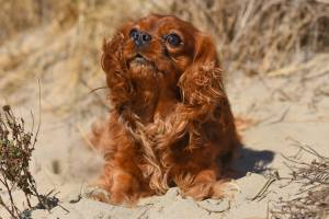 Søt Liten Cavalier King Charles Spaniel