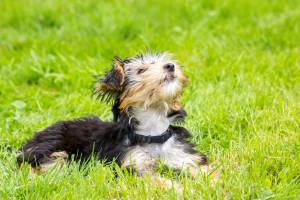 Yorkshire Terrier