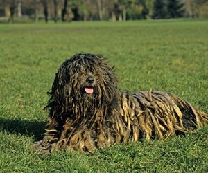 Bergamasco (Italiensk Alpehund)