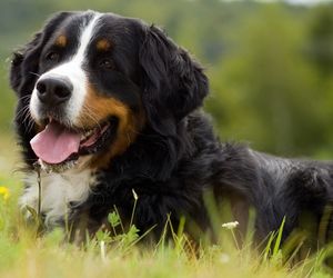 Berner Sennenhund