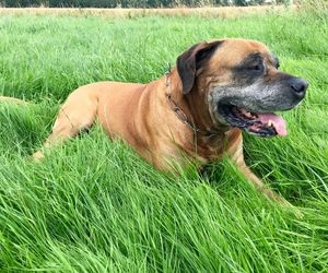 Boerboel