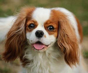 Cavalier Kong Charles Spaniel