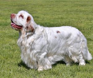 Clumber Spaniel