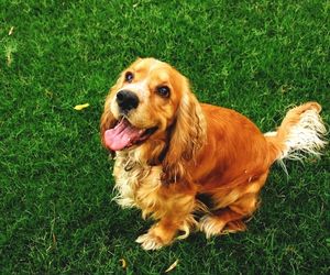 Cocker Spaniel