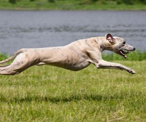 Greyhound