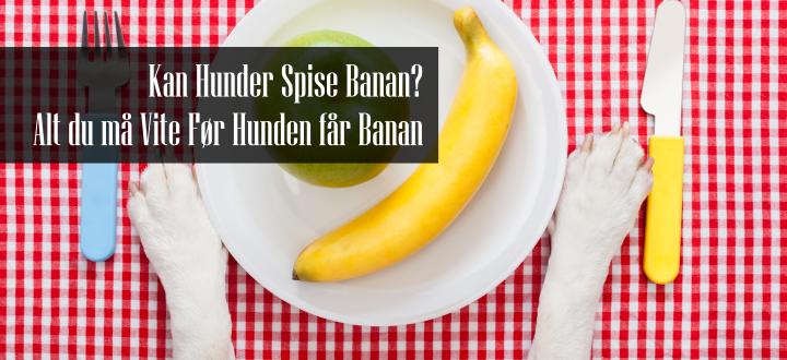 Kan Hunder Spise Banan