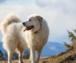 Pyreneerhund