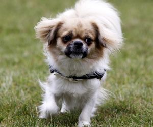 Tibetansk Spaniel