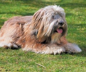 Tibetansk Terrier