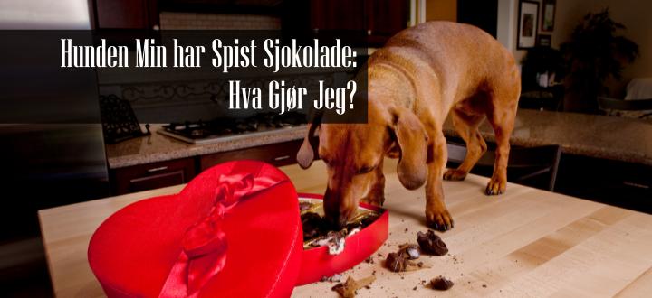 Hunden Min har Spist Sjokolade