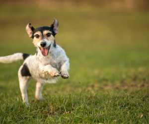 Hund som løper løs uten bånd