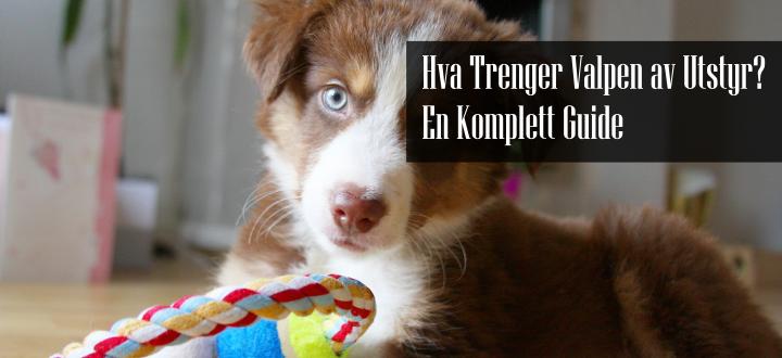 Hva Trenger en Valp av Utstyr