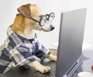 Smart Hund Med Laptop