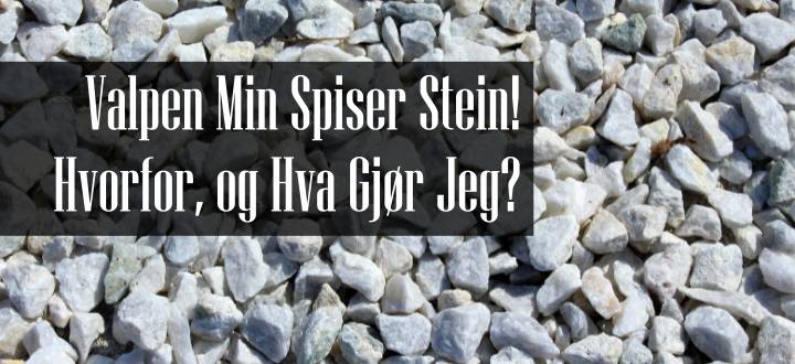 Valp Spiser Stein