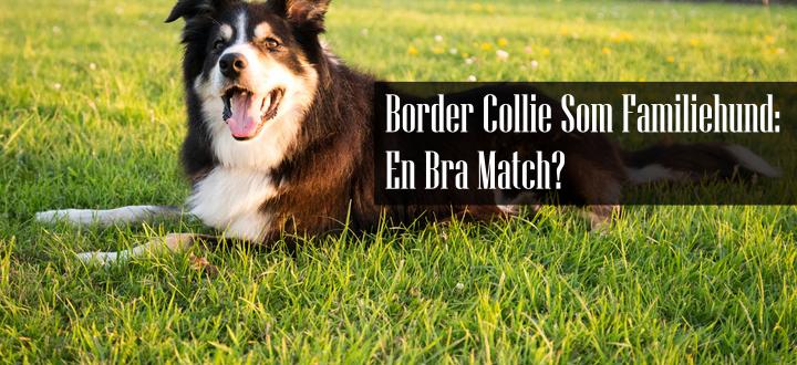 Border Collie Som Familiehund
