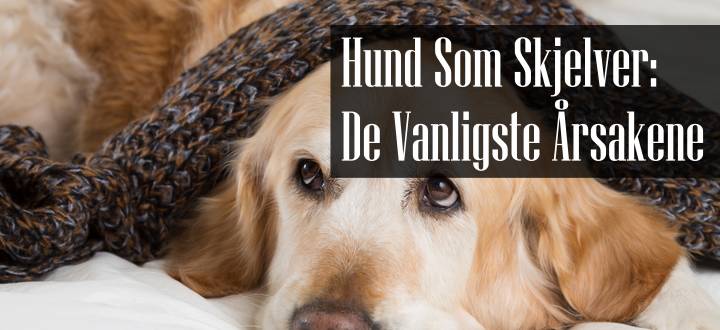 Hund Som Skjelver