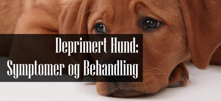 Deprimert Hund Symptomer og Behandling