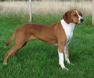 Hygenhund