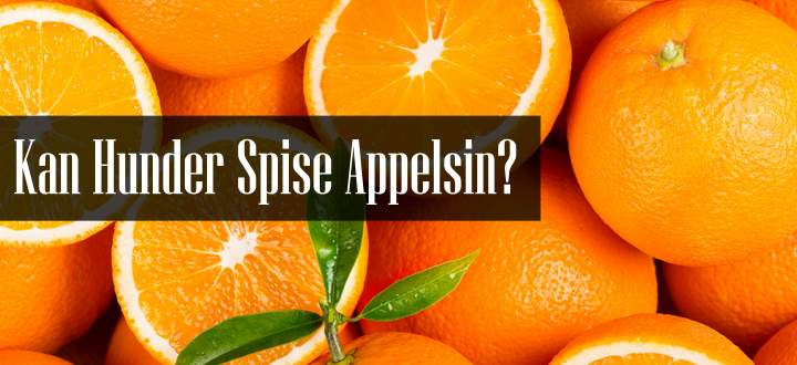 Kan Hunder Spise Appelsin