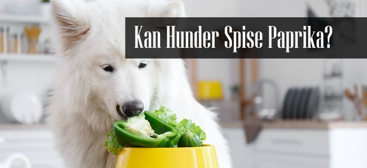 Kan Hunder Spise Paprika