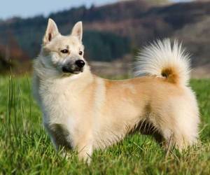 Norsk Buhund