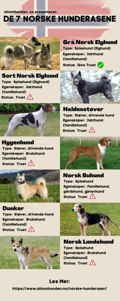 Norske Hunderaser [Infografikk]