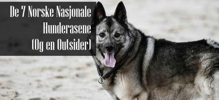Norske Hunderaser