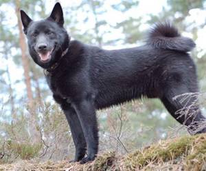 Svart Norsk Elghund