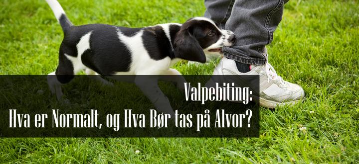 Valpebiting