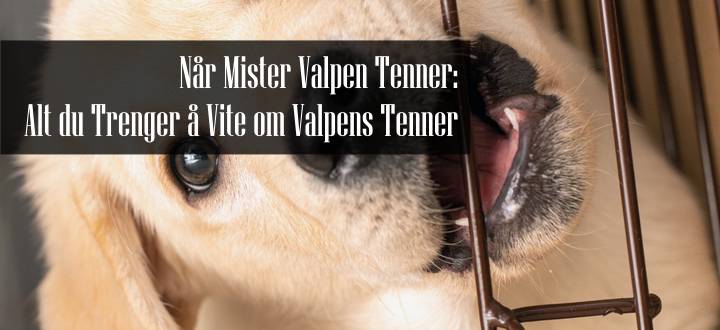 Valpens Tenner Valpetenner