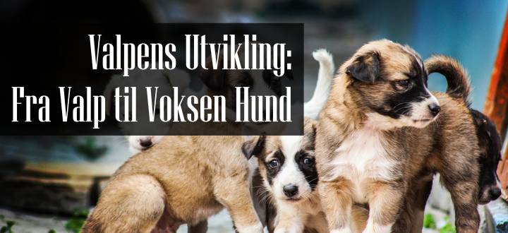 Valpens Utvikling
