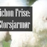 Bichon Frise
