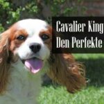 Cavalier King Charles Spaniel Familiehund Rase
