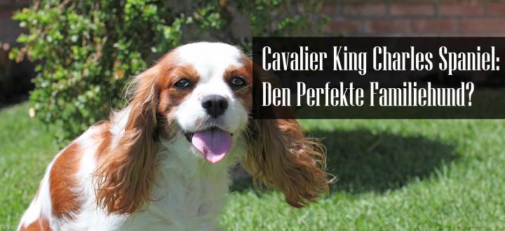 Cavalier King Charles Spaniel Familiehund Rase