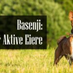 Basenji Familiehund Rase