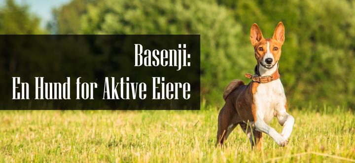 Basenji Familiehund Rase